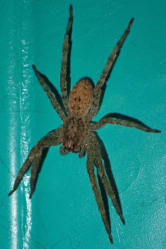 Réf. 355 206 : Zoropsis spinimana